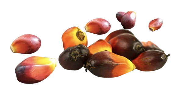 Buah Kelapa Sawit